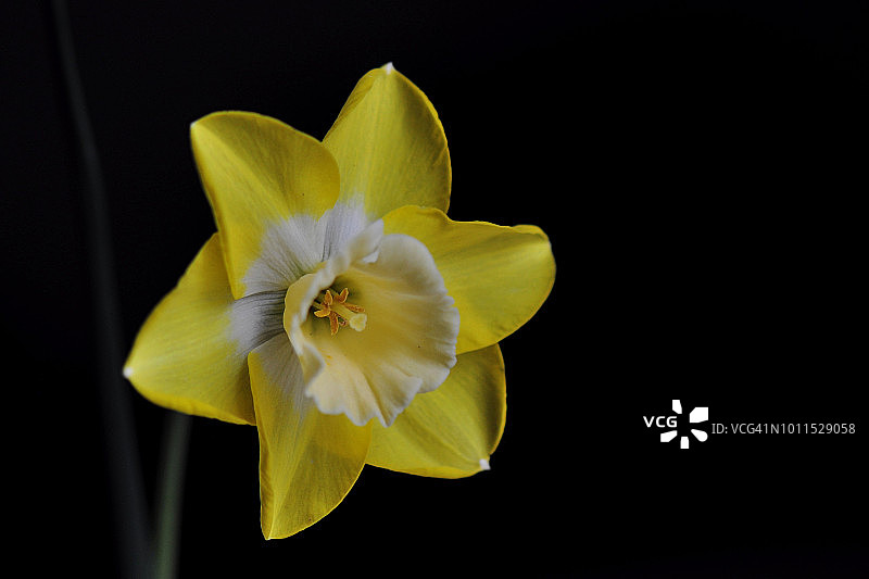 黑色背景花卉图片素材