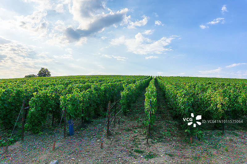 排葡萄葡萄在香槟葡萄园在蒙太奇德兰斯乡村的背景图片素材