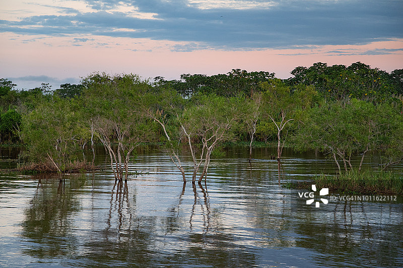 黎明时分被洪水淹没的亚马逊河岸图片素材