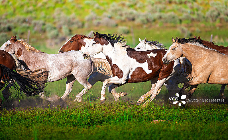 奔跑的野马图片素材