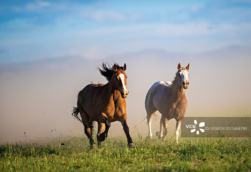 奔跑的野马图片素材