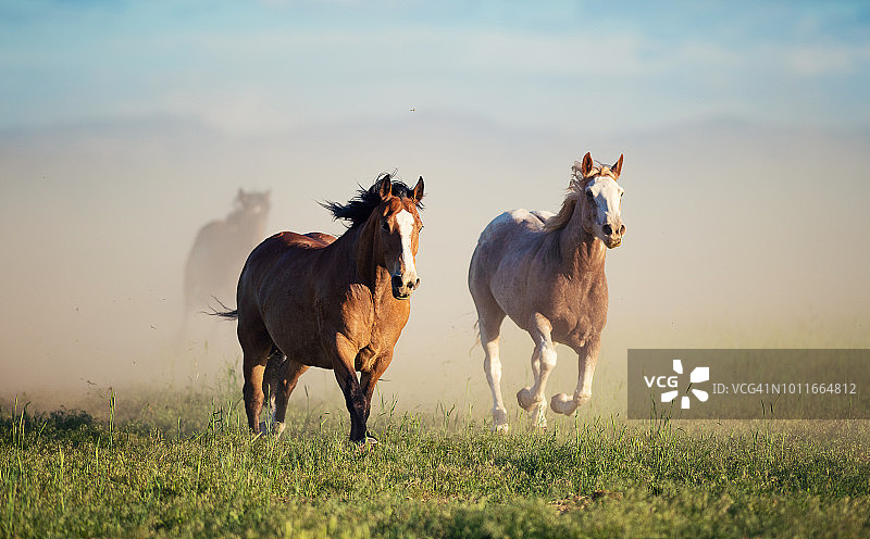 奔跑的野马图片素材