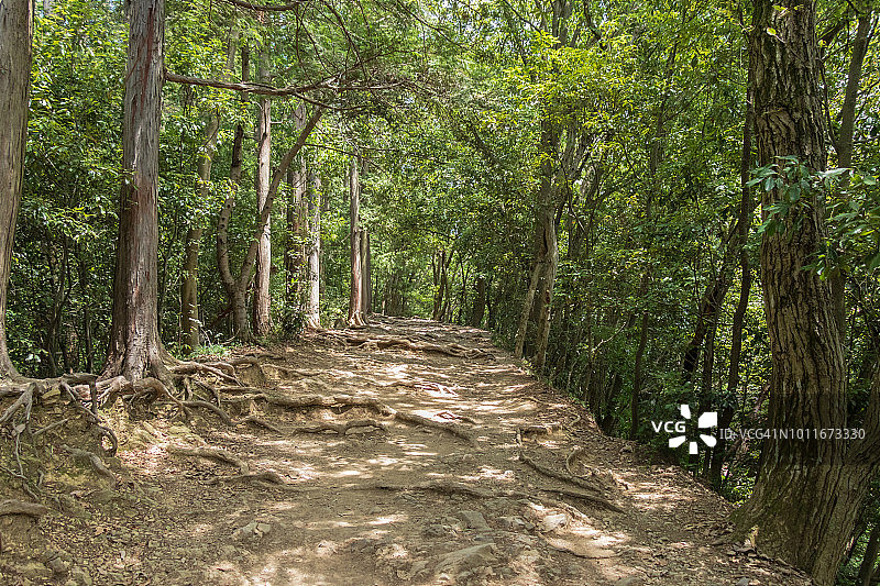 日本东京高尾山自然步道图片素材