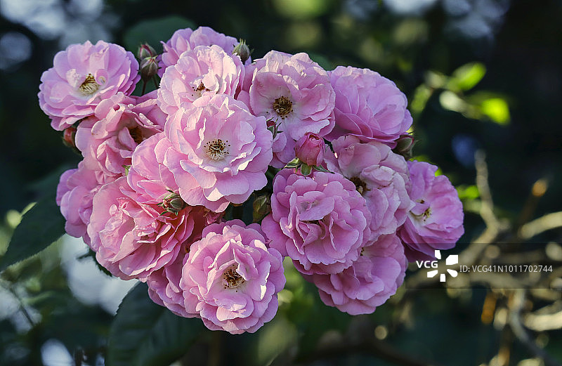 盛开的攀援玫瑰图片素材