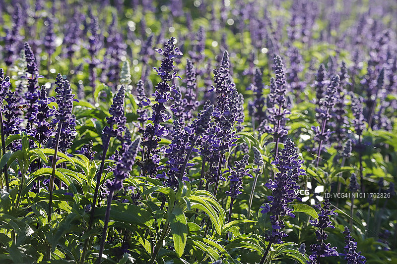 阳光下的鼠尾草图片素材