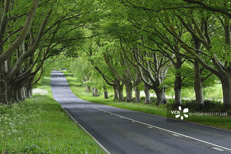 温伯恩附近的山毛榉树林荫道，英国多塞特郡图片素材