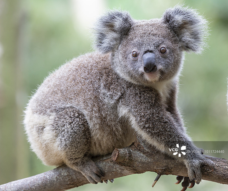 树枝上的考拉图片素材