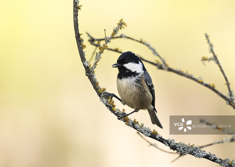 山雀（Periparus ater）煤山雀，站在长满地衣的树枝上，背景是天然的绿色和黄色。西班牙，欧洲。图片素材