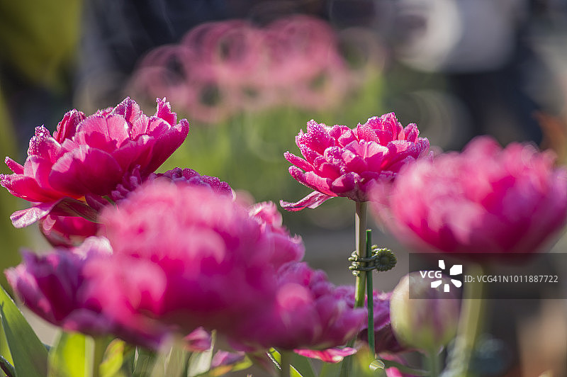 郁金香花园图片素材