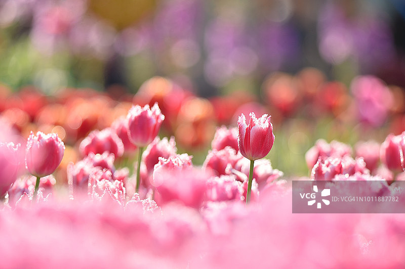 郁金香花园图片素材