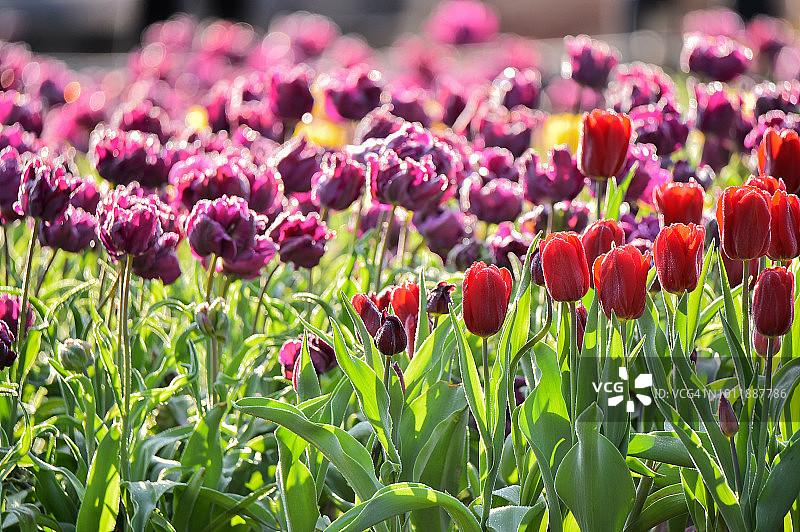 郁金香花园图片素材