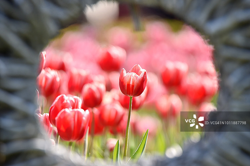 郁金香花园图片素材