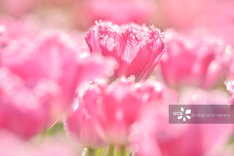 郁金香花园图片素材