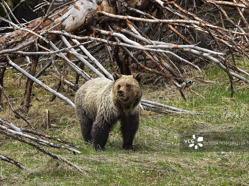在路边发现的幼年灰熊图片素材
