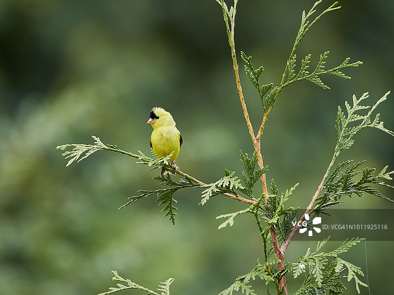 美国金翅雀图片素材