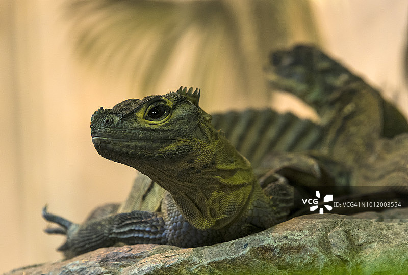 菲律宾帆蜥图片素材