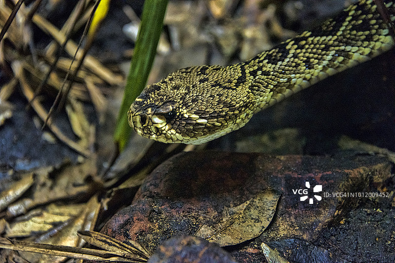 东方菱背响尾蛇图片素材