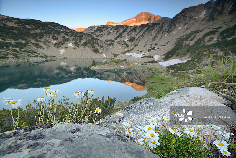 夕阳下山间湖泊旁的雏菊花，保加利亚图片素材