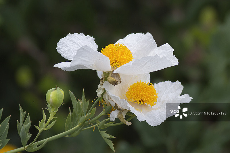 螳螂罂粟花图片素材