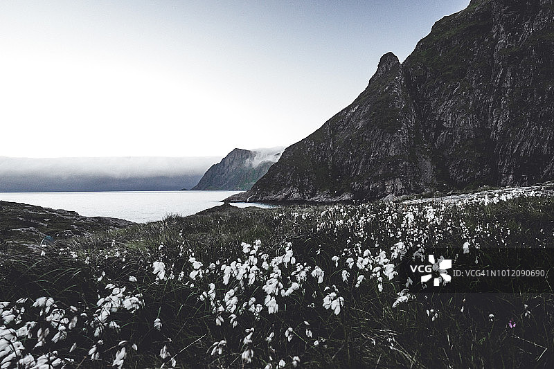 挪威罗弗敦群岛夏日花卉全景图片素材