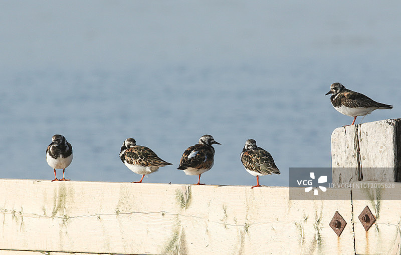 一群美丽的翻石鹬栖息在高潮时海岸线上的木栅栏上。图片素材
