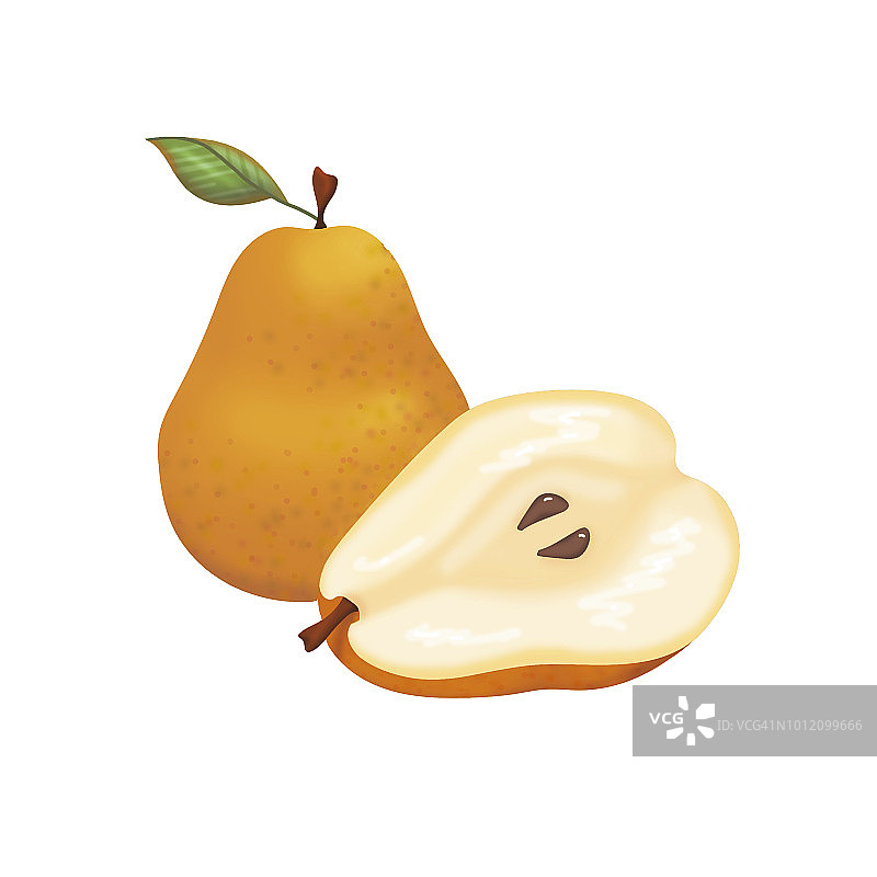 Bosc梨的逼真插画图片素材