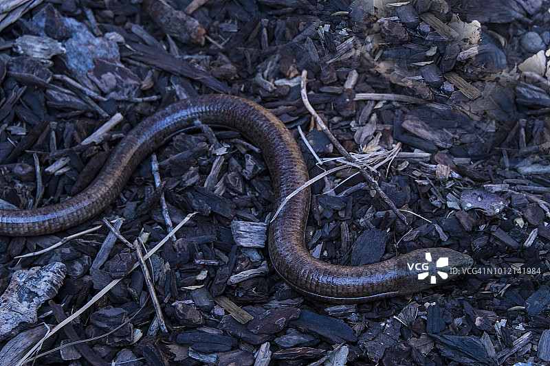 无腿蜥蜴图片素材