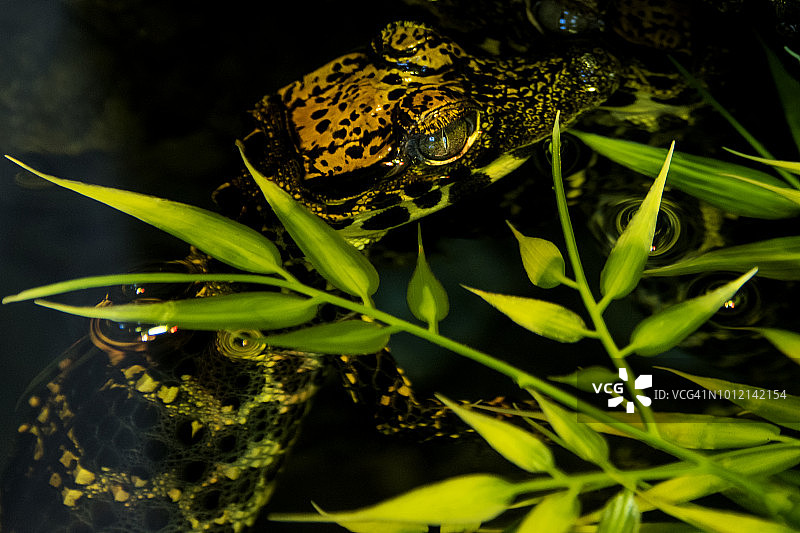 西非侏儒鳄图片素材