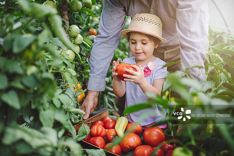 祖孙采摘成熟的番茄图片素材