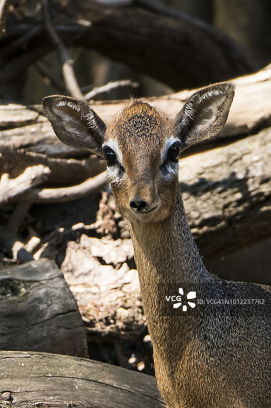 卡文迪什小羚羊图片素材