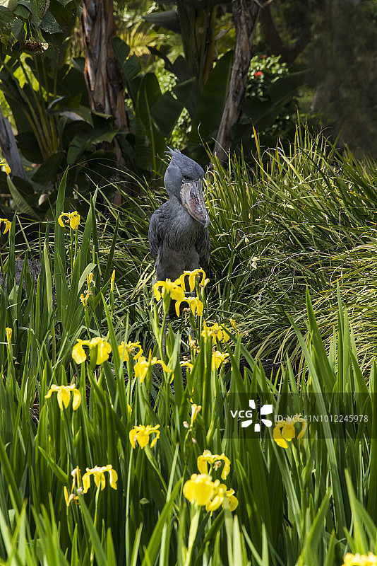 鲸头鹳图片素材