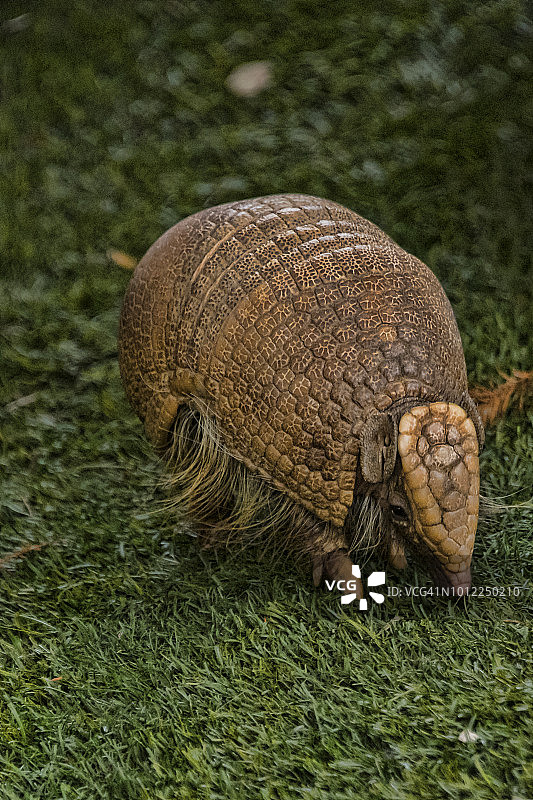 三带犰狳图片素材