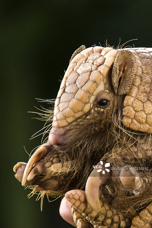 三带犰狳图片素材