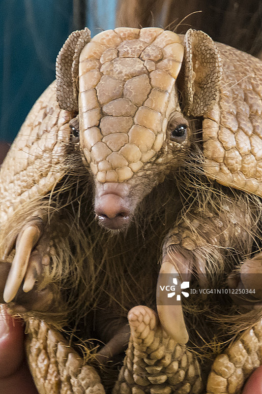 三带犰狳图片素材