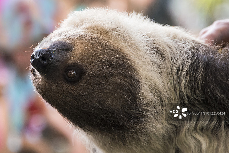 二趾树懒图片素材