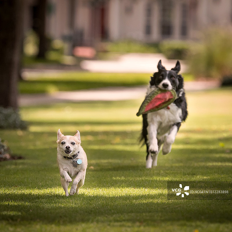 两只狗奔跑图片素材