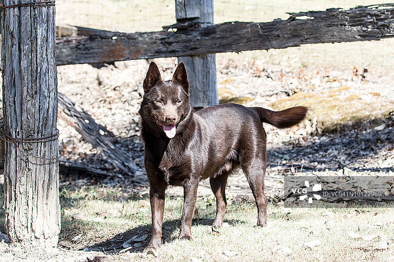 澳大利亚克尔皮犬站在畜栏旁图片素材