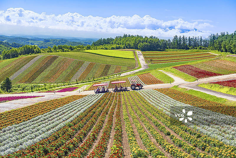 日本夏季四季彩之丘花园阳光明媚的日子里，带有农业机动拖拉机巴士的彩色花园图片素材