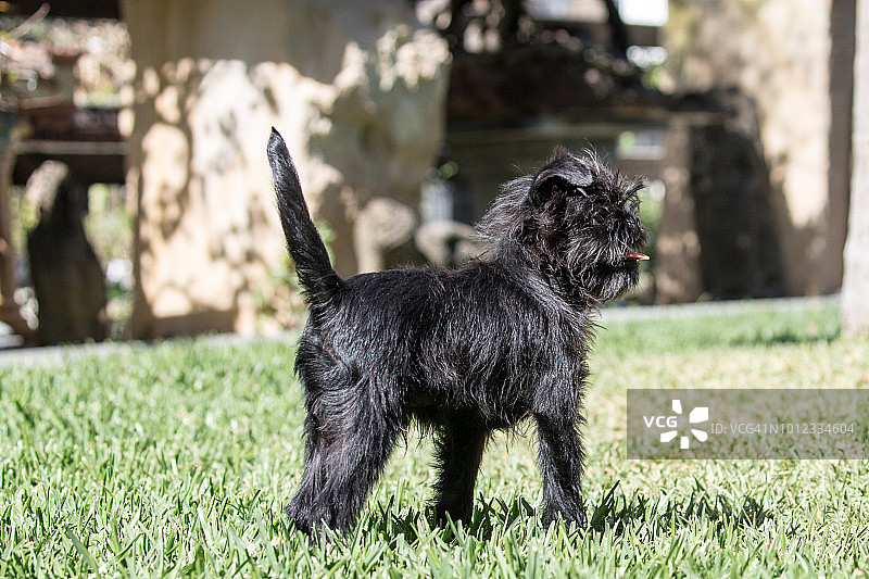 迷你杜宾犬幼犬图片素材