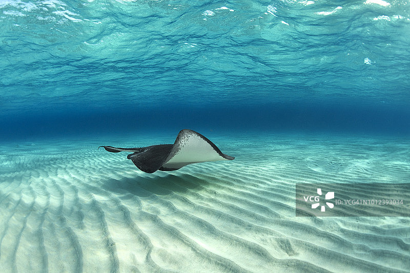 黄貂鱼图片素材