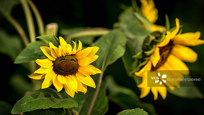 笑脸向日葵图片素材