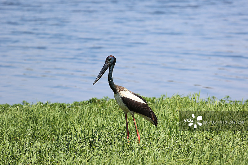 黑颈鹳图片素材
