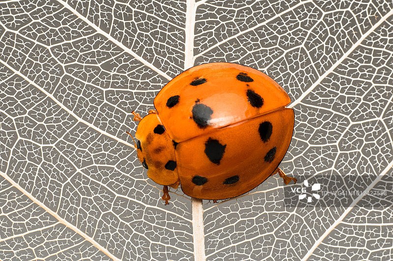 印度尼西亚雅加达，树叶上的瓢虫特写图片素材