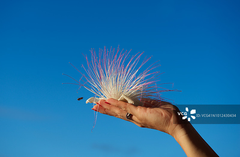 女人手持花朵，邦劳，菲律宾图片素材