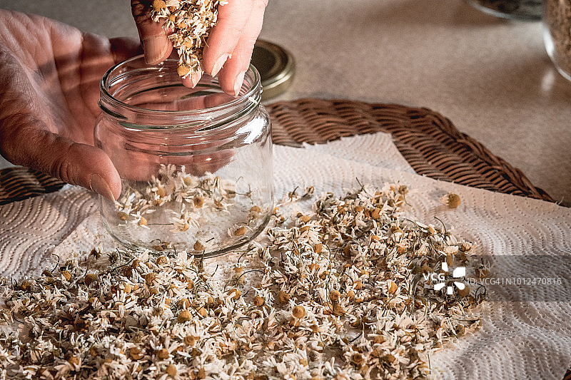 女人双手将干甘菊花放入罐中图片素材