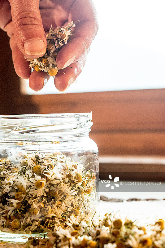 女人双手将干甘菊花放入罐中图片素材