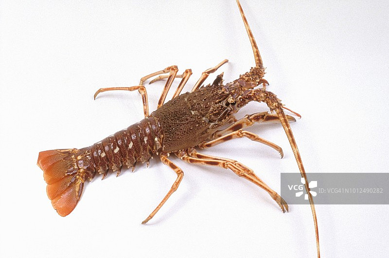 棕色多刺龙虾图片素材