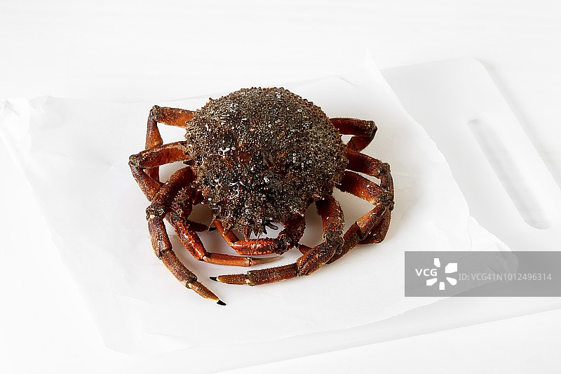 生的海蜘蛛图片素材