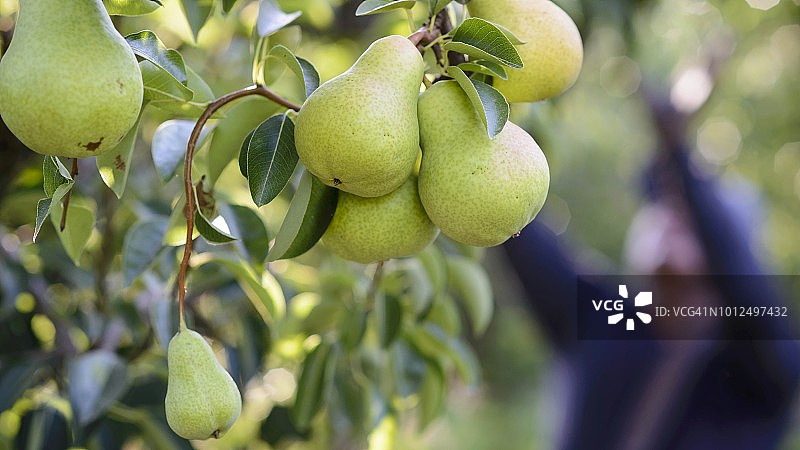 树上的梨图片素材