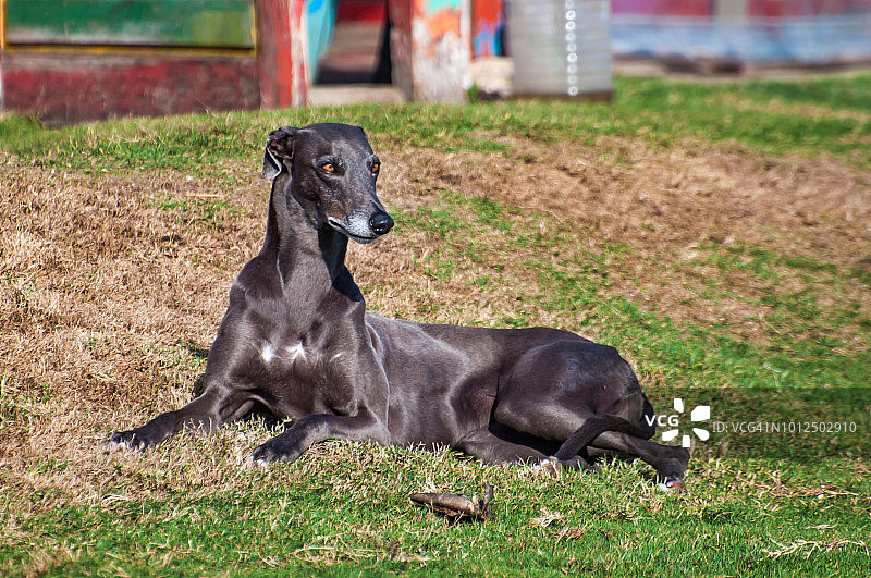 格雷伊猎犬图片素材